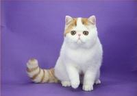 Studio photograph of Snoopy the cat seated against a purple backdrop.